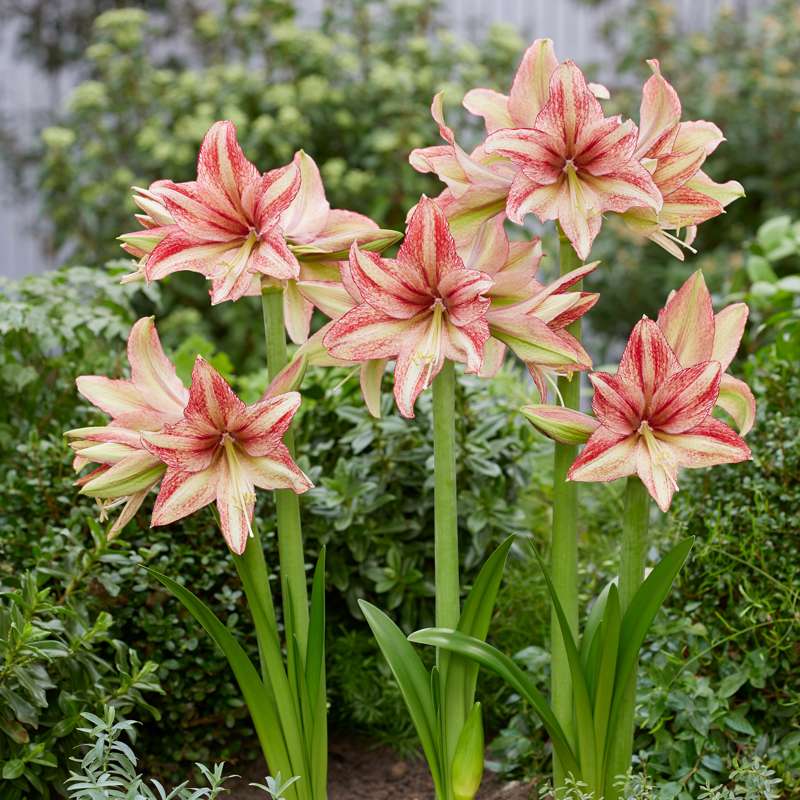 Amaryllis 'Vincent'